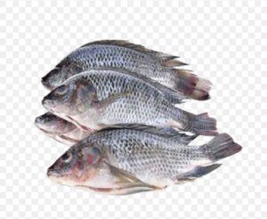Tilapia fish(300-500)