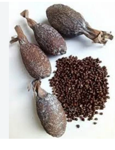 Alligator Pepper /Guinea Pepper /Efom Wisa 50g