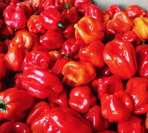 Fresh Scotch Bonnet