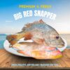 Snapper Fish