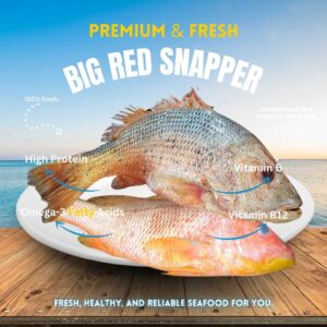 Snapper Fish