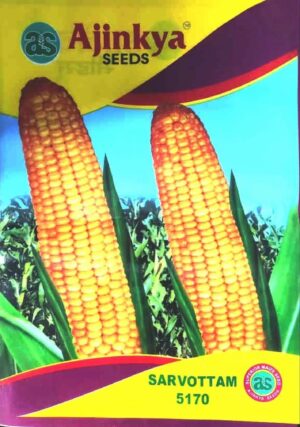 Yellow maize 4kg Yellow maize 4kg