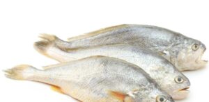 Yellow Croaker fish 3kg