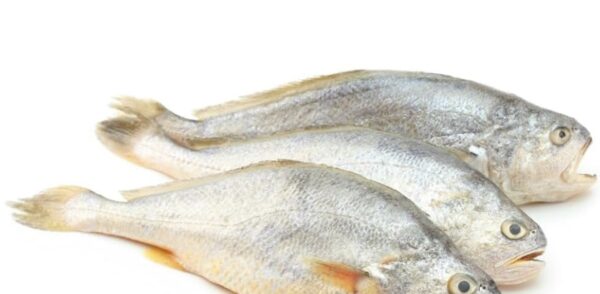 Yellow Croaker fish 3kg