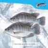 Black Tilapia fish(500-800)