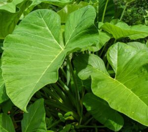 Cocoyam leave (Kontomire)
