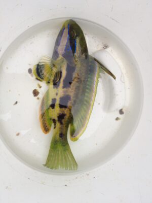 Heck fish