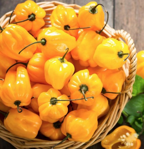 Yellow Habanero Pepper (per kg)