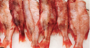 Red Bream Headless 10kg